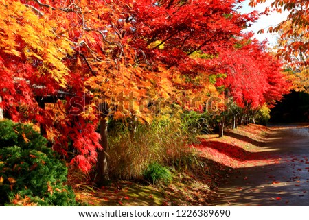 Japanese Garden ,Colorful autumn in sapporo, Japan
