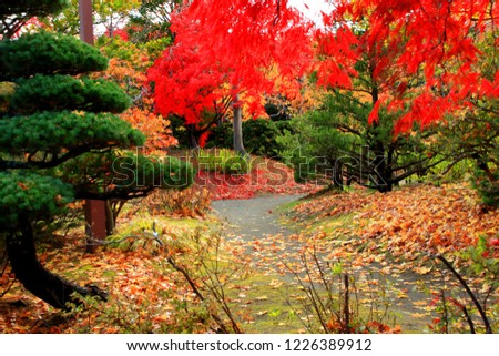 Japanese Garden ,Colorful autumn in sapporo, Japan
