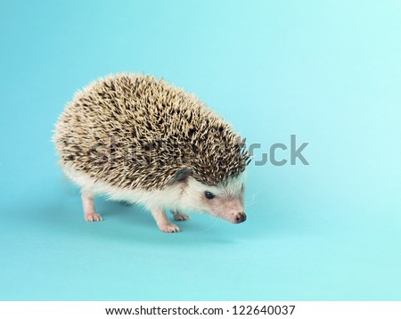 Close-up image of a hedgehog standing over turquoise background.