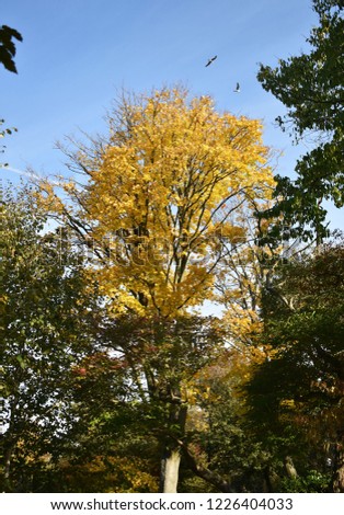 Tree branches with yellow leaves against blue sky.