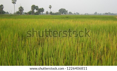 Rice Plant HD 