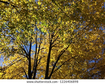 Fall foliage New York Royalty-Free Stock Photo #1226406898