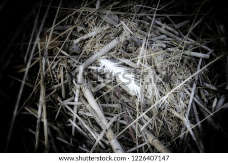A feather inside a nest.