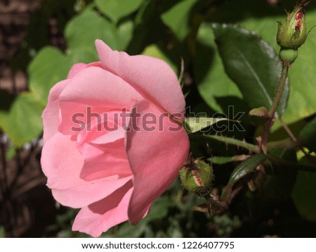 Pink rose upclose Royalty-Free Stock Photo #1226407795