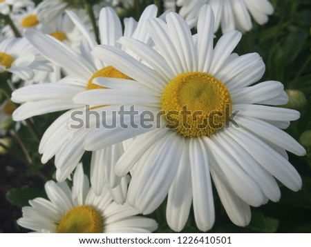 Daises in sunlight Royalty-Free Stock Photo #1226410501