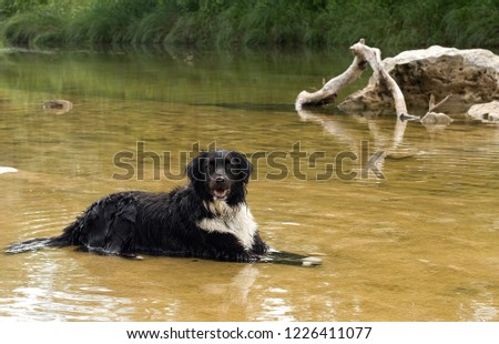 Border Collie cooling off in the water on a hot summer day outside of Austin, Texas.  