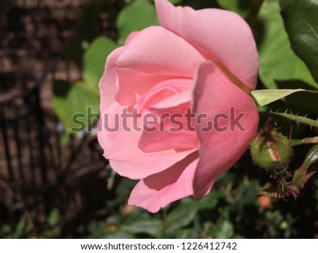 Pink rose at gate Royalty-Free Stock Photo #1226412742