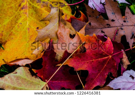 autumn leafs
ideal for backgrounds