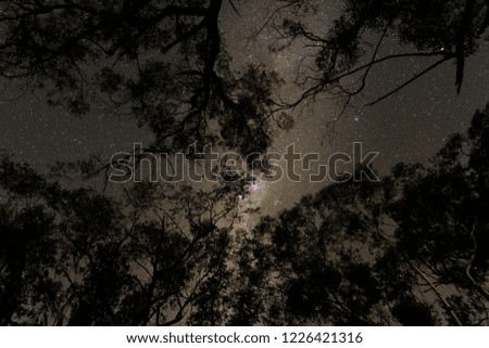 Milky way over the forest, Blue Mountains Australia