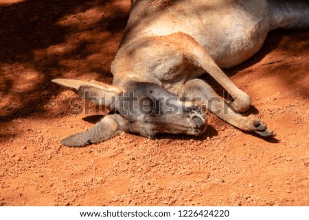 Adult gray kangaroo