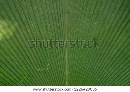 Green leaf natural background image