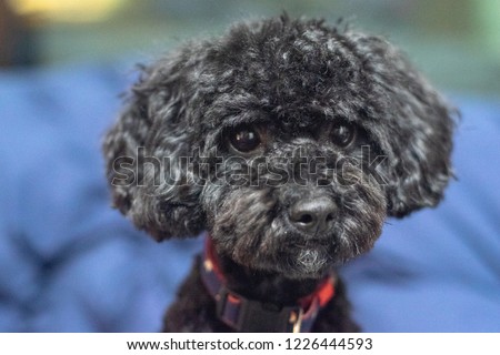 The mixed dog(poodle and shih-tzu） 