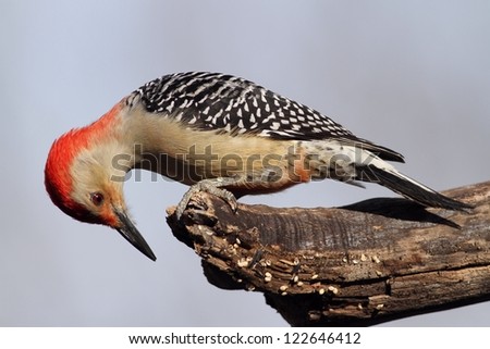 A curious Red Bellied Woodpecker.