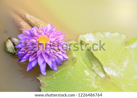 Flower, Collection pink lotus blooming isolated on white background 