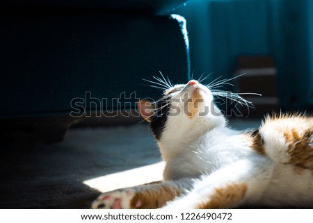 Calico Cat with Large White Whiskers Lies in Sunshine