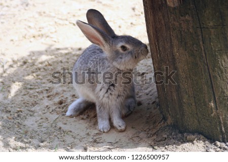 Eared rabbit hid in the shade. In the photo, a young rabbit with long and soft hair of light gray color on a sandy pillow.