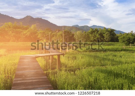 Zigzag wooden walking way over rice field, natural landscape background