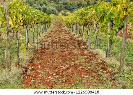 Autumn vineyards with young vine in the vicinity of the city of San Gimignano, Tuscany, Italy