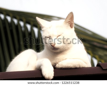 
White cats watching over the roof