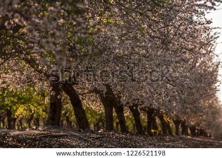 almond plantation near the kibbutz, israel