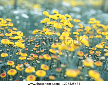 Flowers chrysanthemum,Beautiful chrysanthemum as background picture. Chrysanthemum wallpaper, chrysanthemums in autumn