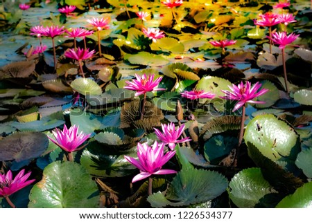 The lotus in the pond is light yellow