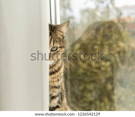 cute cat peeking out from behind the curtain