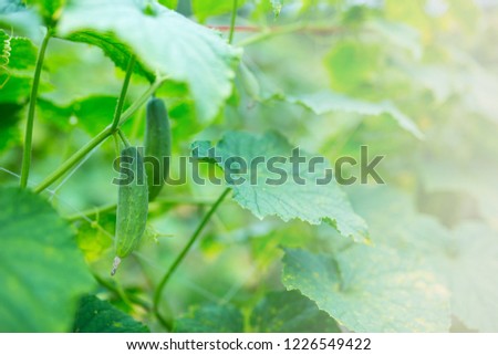 However, naturally grown cucumbers,green background.