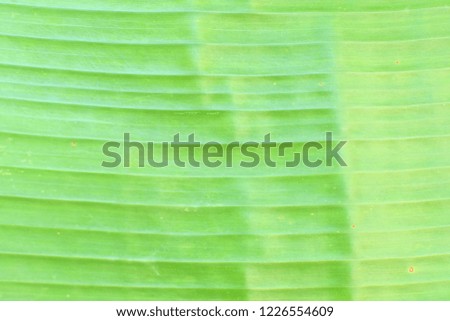 close up stripes of green leaves