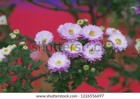 Chrysanthemum is a beautiful plant and flower.