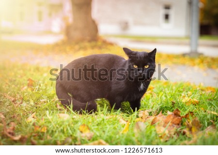 Black cat with yellow eyes is walking on the grass, yellow autumn leaves on background, toned picture