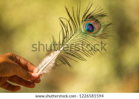 Nice colorful peacock feather with blurry backgroung