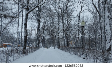 зимний парк прекрасен своей безмолвностью и белой тишиной