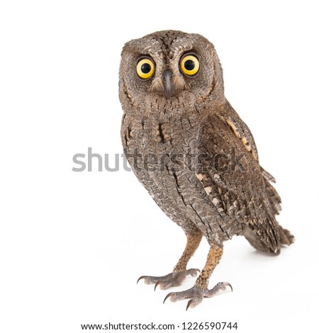 European scops owl (Otus scops) isolated on white background.