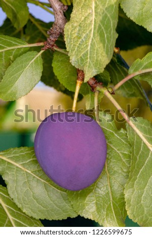 Purple plum on a branch. Close-up photo.