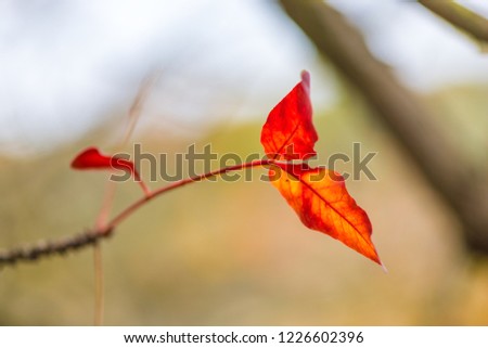 tree with red leaves in the park close-up