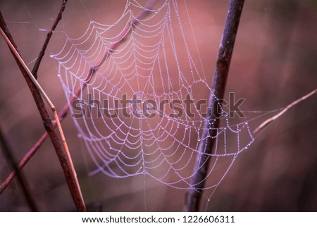 Spider webs in the morning with dew