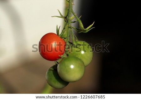 Picture of ripening tomatoes 