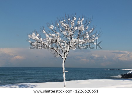 WINTER VIEW AND TREE