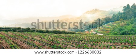 Wide screen landscape strawberry farm with background mountain and sunset sky at " Mon Jam " Northside in Thailand.