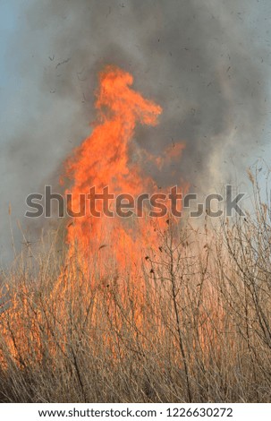 A close up of the flame of brushfire in reed.