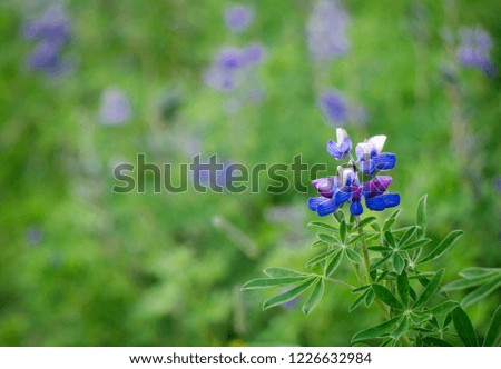 Little Lupine flowers with green leaves in Vík, Iceland 