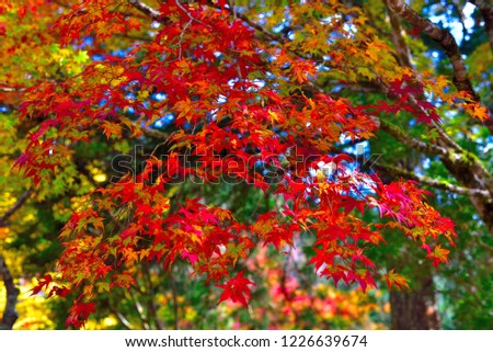 Autumn Leaves, Orange Gradation Leaves