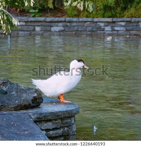                                the duck in the lake