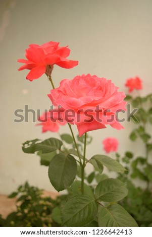this pic show the pink color rose flower  stand outdoor at garden