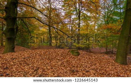 Lovely autumn picture