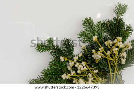 Mistletoe fruits with white background
in Christmas day