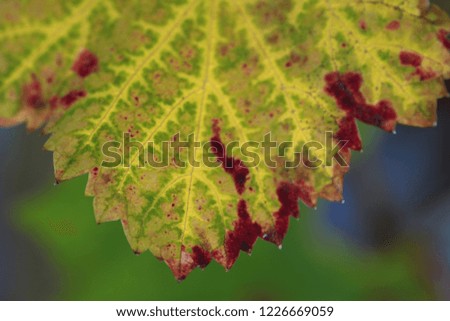 Picture of a grape leaf in the autumn 