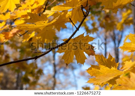 a maple branch with foliage among which one leaf is visible against the blue sky and touches the maple leaf from the other branch by a corner, the blurred outlines of other trees are visible behind