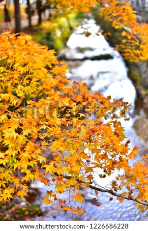 Autumn Leaves along with river